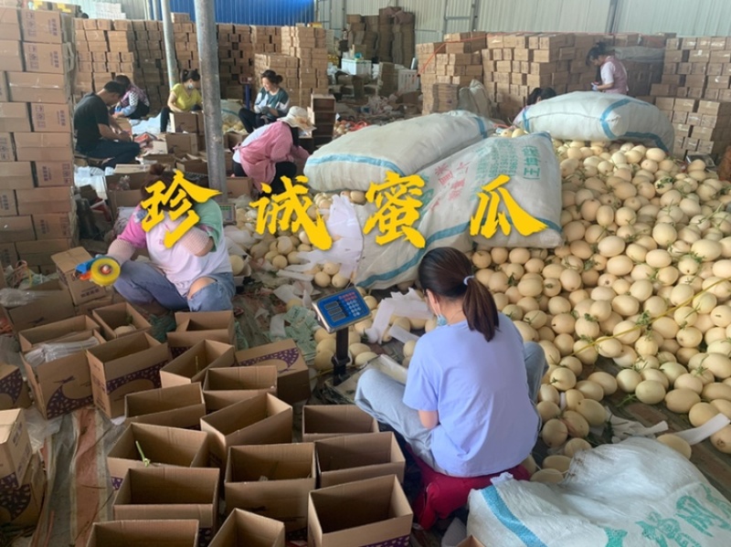 百万亩脆梨甜瓜翠梨甜瓜红金蜜甜瓜大量供应实力代办