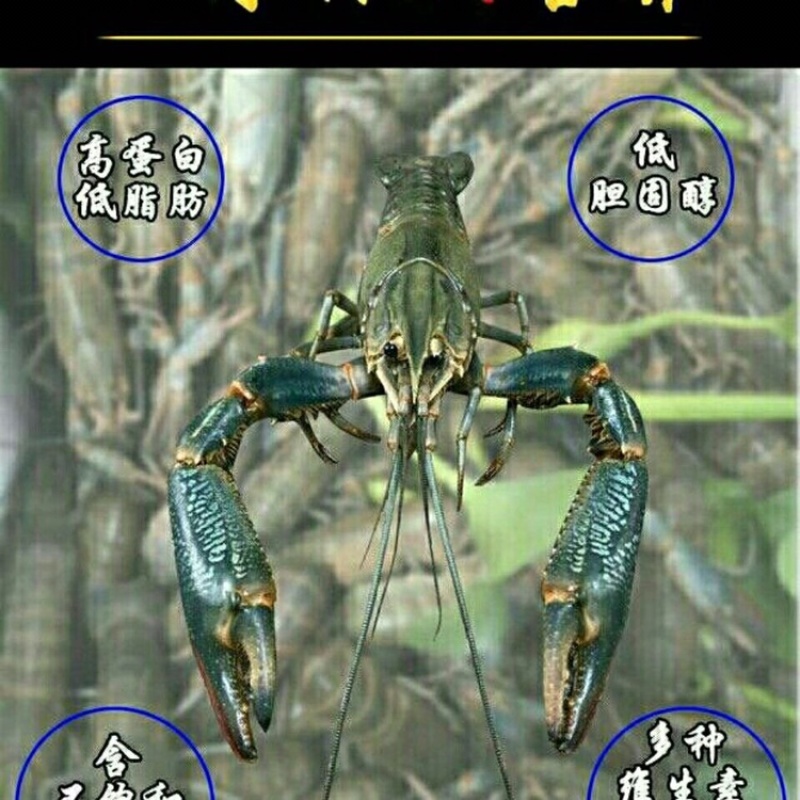 澳洲龙虾成品批发零售