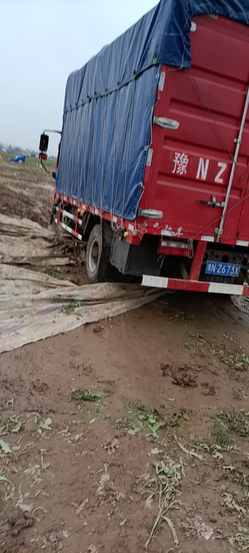 荠菜质量很好无根、无黄叶、无杂质！2公斤规格！