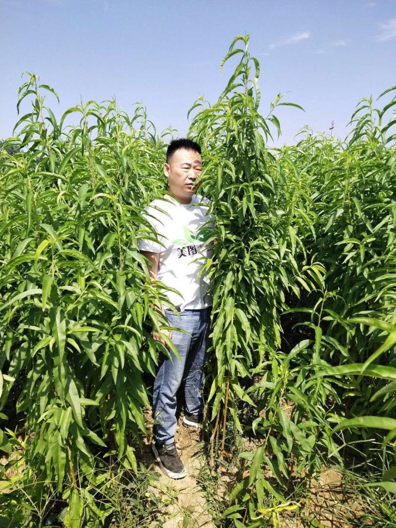 早酥红梨梨树苗，可以视频看货，支持线上保障交易