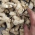 花旗参西洋参立头已修剪各种规格齐全