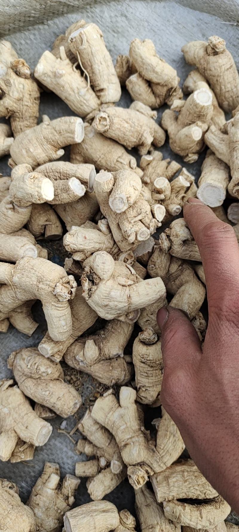 花旗参西洋参立头已修剪各种规格齐全