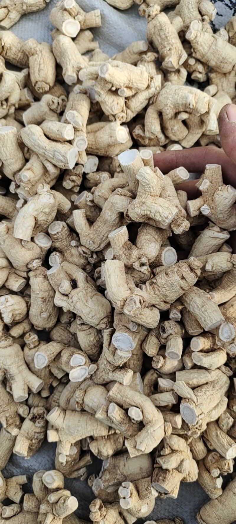 花旗参西洋参立头已修剪各种规格齐全