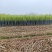 24年甘蔗大量上市，质量好，需要新老客户联系