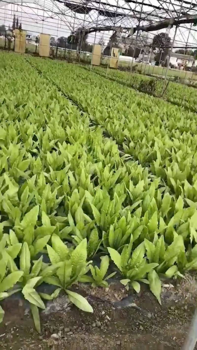 油麦菜产地直供二两左右