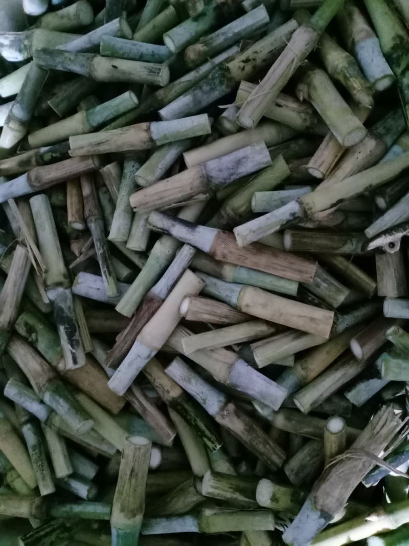 皇竹草甜象草种节种苗多年生容易成活包邮