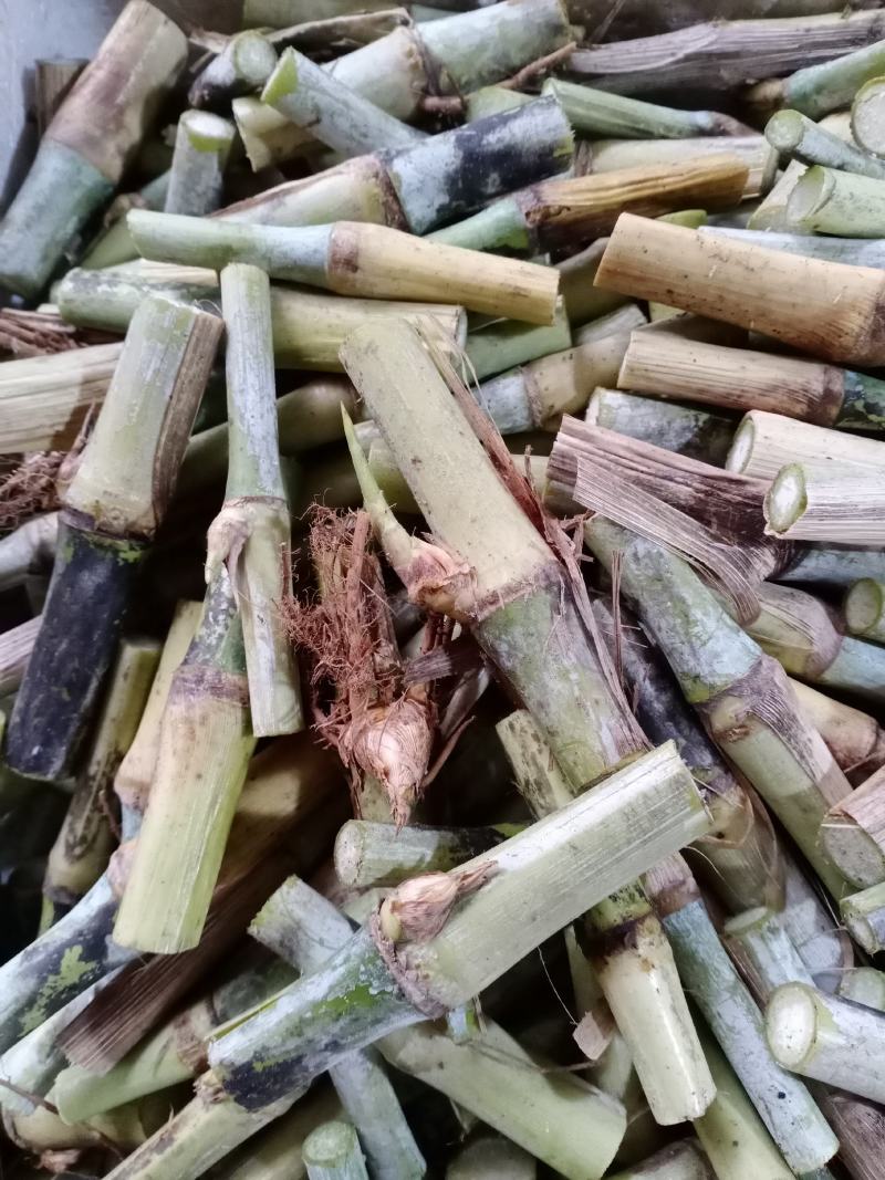 皇竹草甜象草种节种苗多年生容易成活包邮