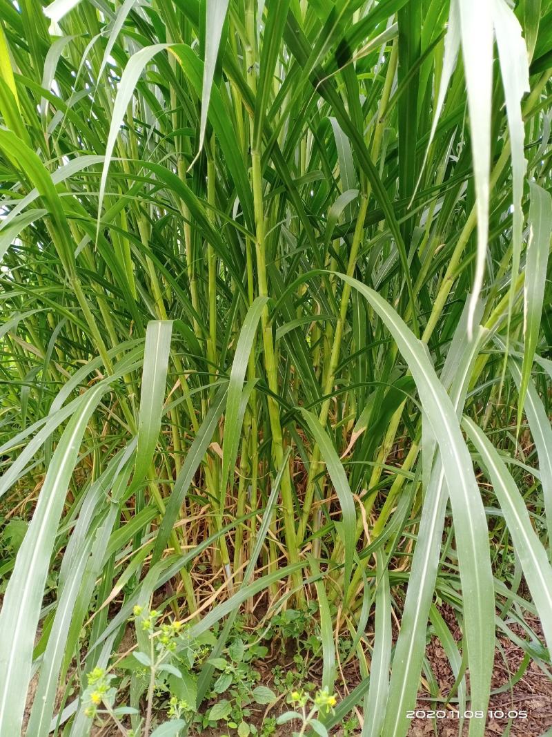 皇竹草甜象草种节种苗多年生容易成活包邮
