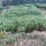 皇竹草甜象草种节种苗多年生容易成活包邮