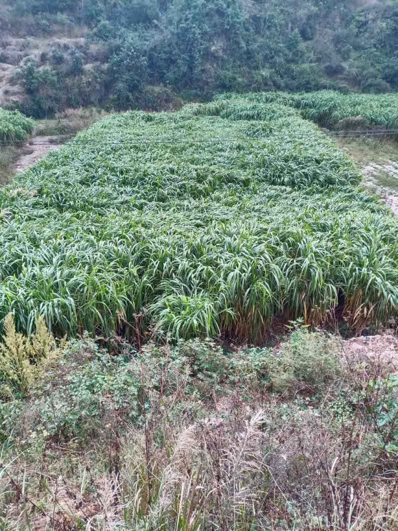 皇竹草甜象草种节种苗多年生容易成活包邮