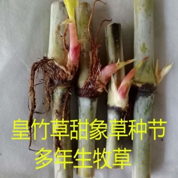 皇竹草甜象草种节种苗多年生容易成活包邮