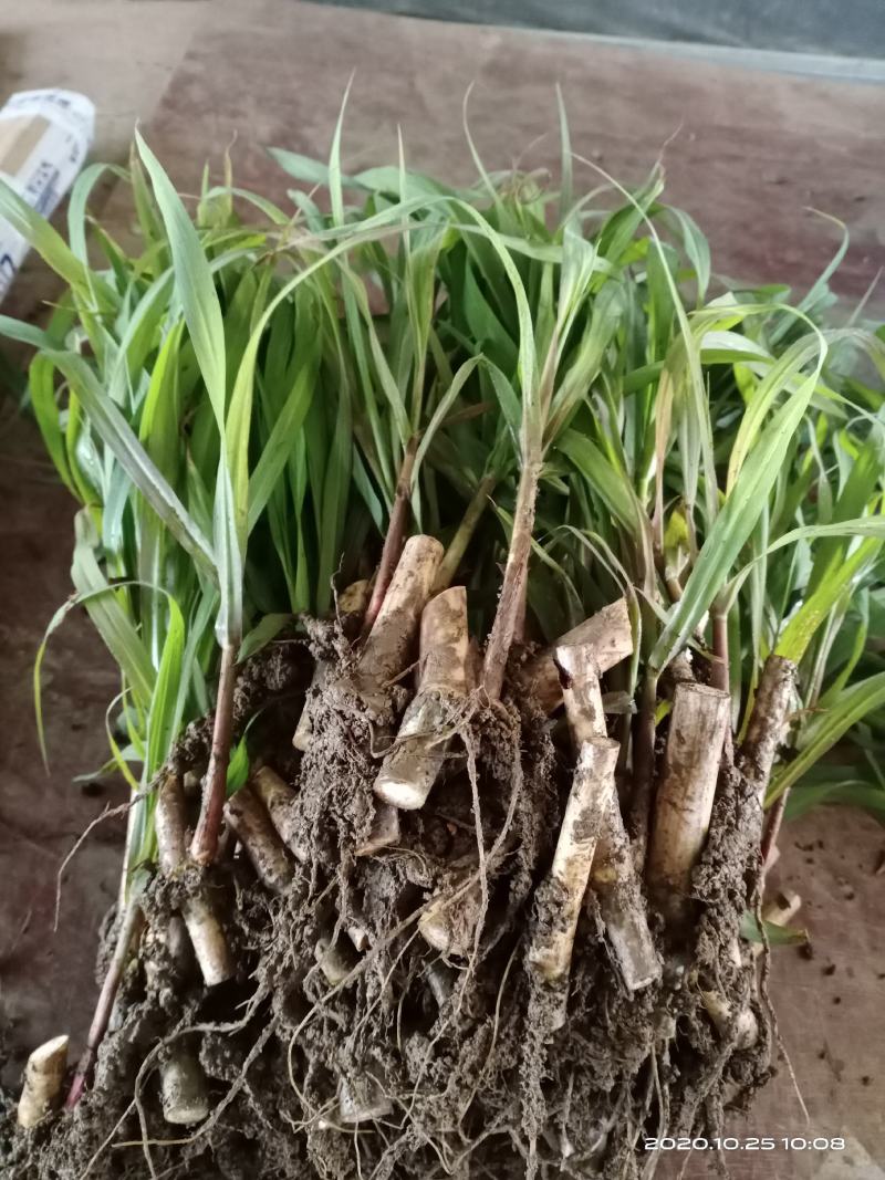 皇竹草甜象草种节种苗多年生容易成活包邮