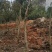 小叶瓜子黄杨庭院种植阳台种植量大从优