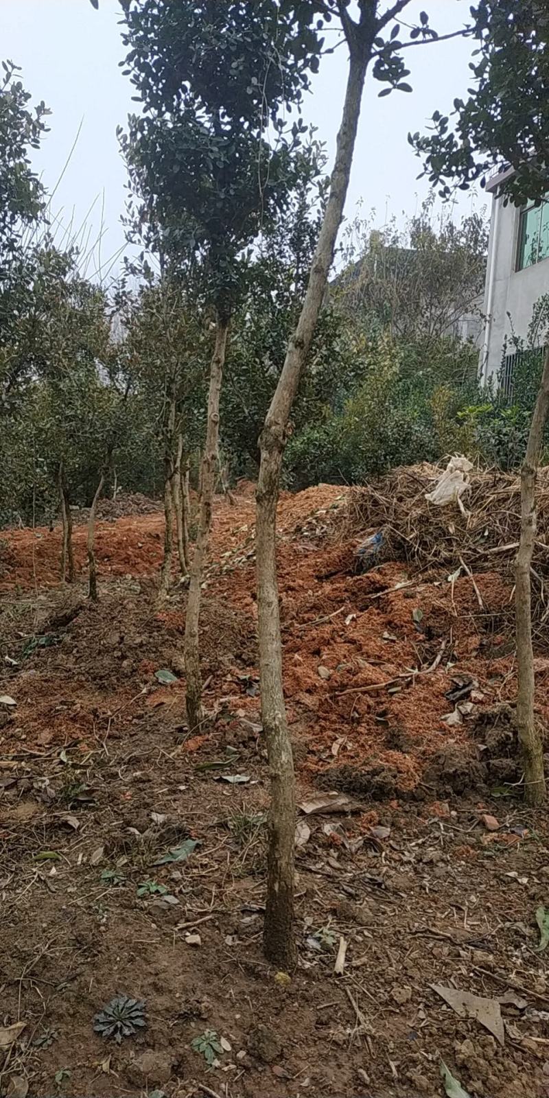 小叶瓜子黄杨庭院种植阳台种植量大从优
