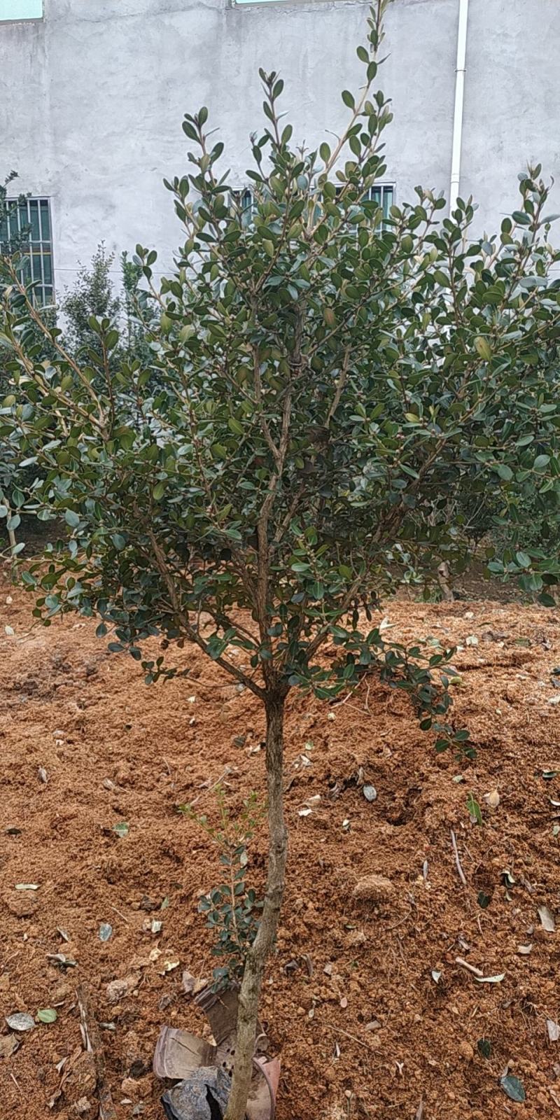 小叶瓜子黄杨庭院种植阳台种植量大从优