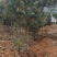 小叶瓜子黄杨庭院种植阳台种植量大从优
