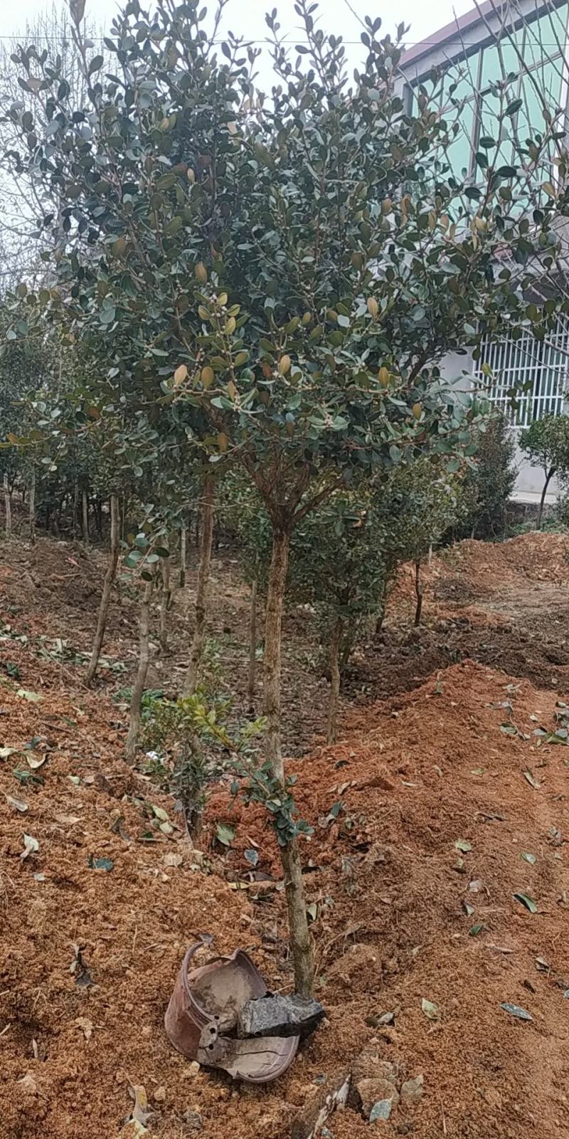小叶瓜子黄杨庭院种植阳台种植量大从优