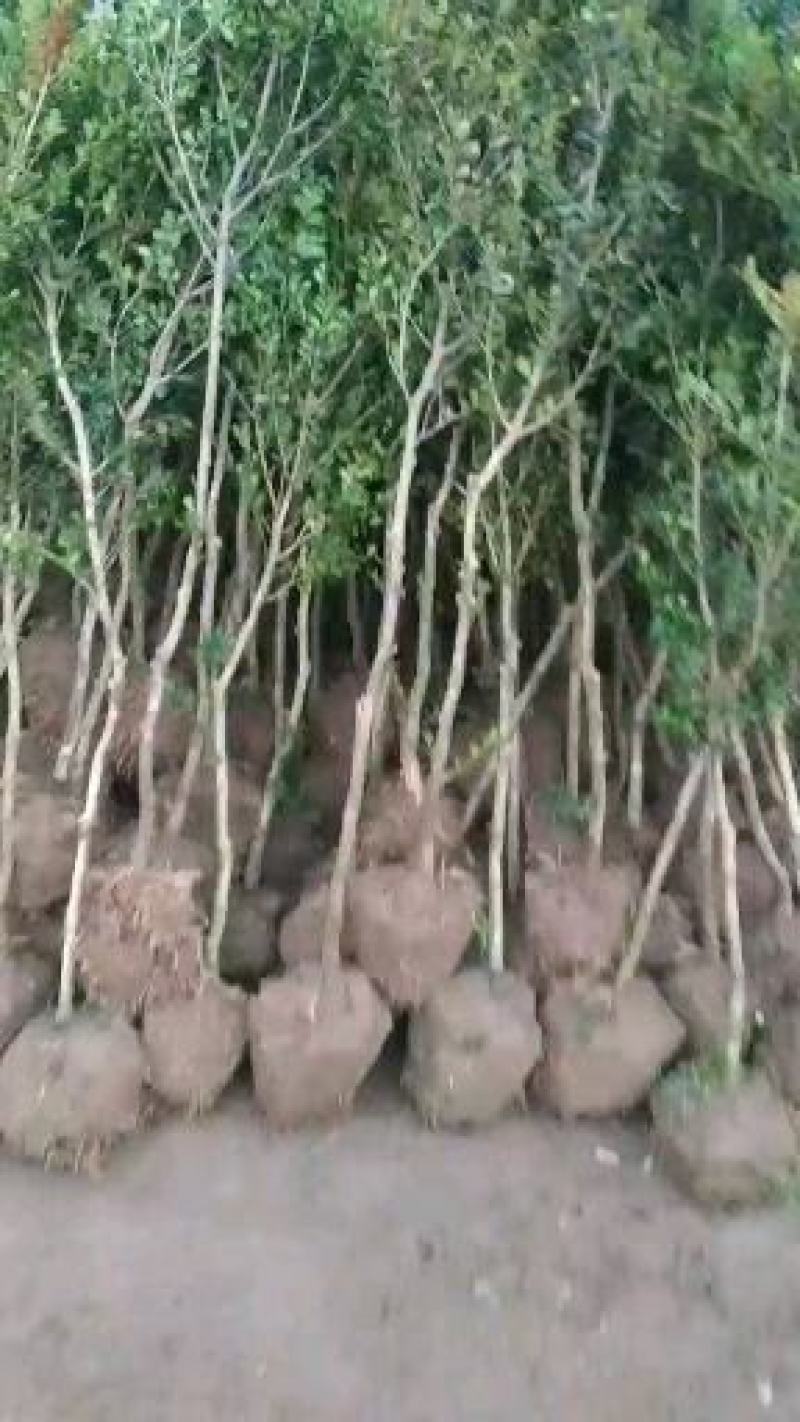 小叶瓜子黄杨庭院种植阳台种植量大从优