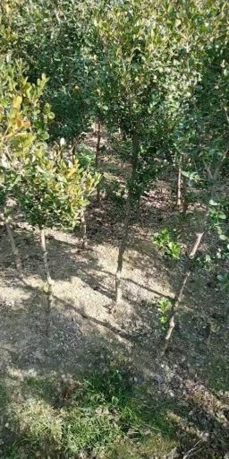 小叶瓜子黄杨庭院种植阳台种植量大从优