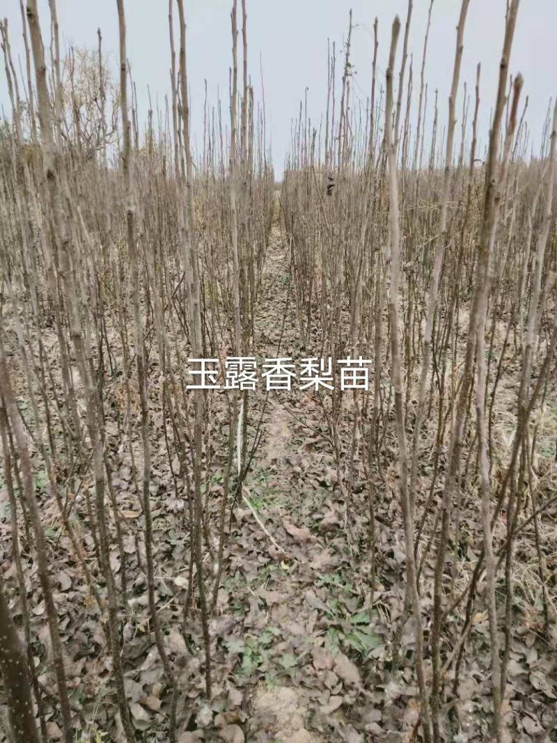 玉露香梨树苗，果子甜脆汁多，外观红晕，不用套袋