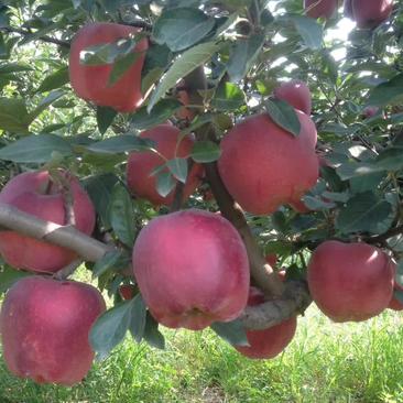 清地处理2—5个烟富八，10，苹果苗，维纳斯黄金树苗