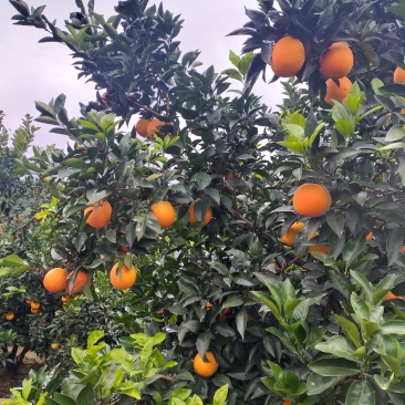 纽荷橙子大量上市中，欢迎朋友联系我