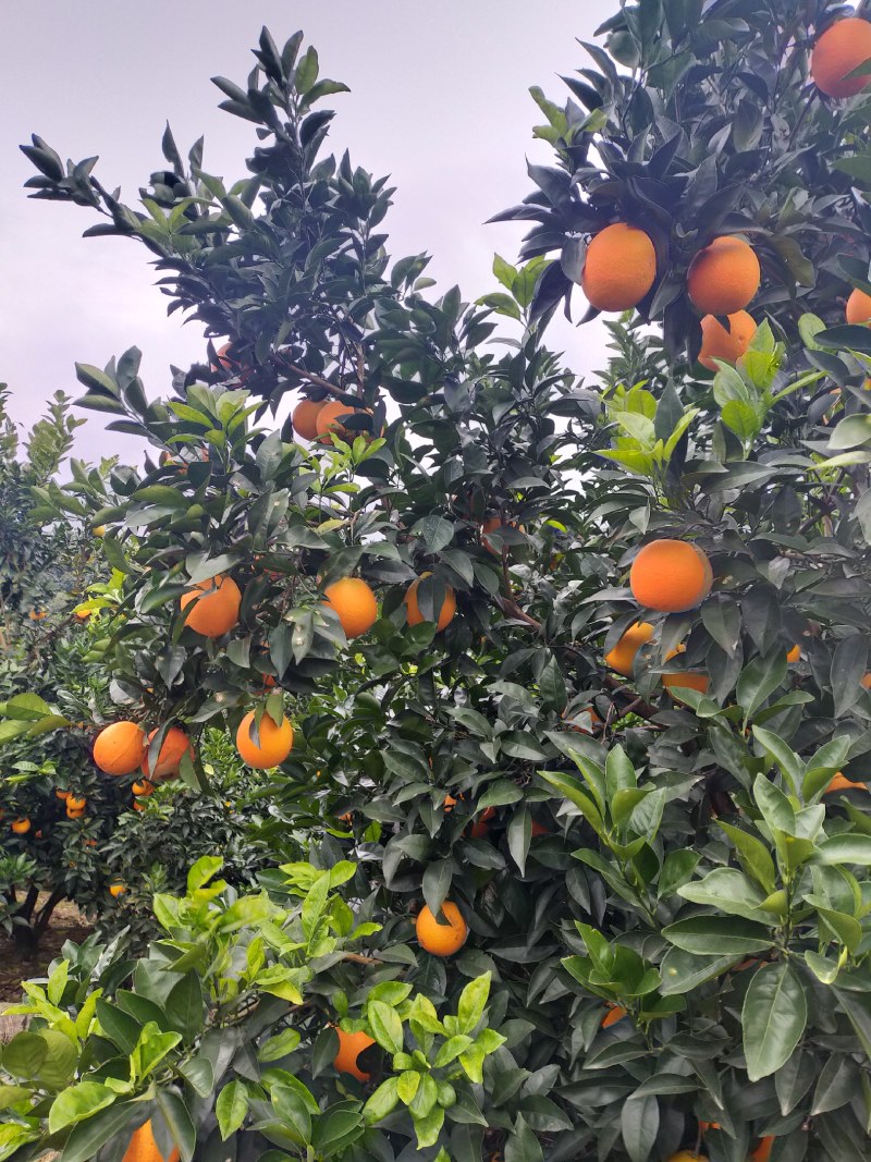 纽荷橙子大量上市中，欢迎朋友联系我