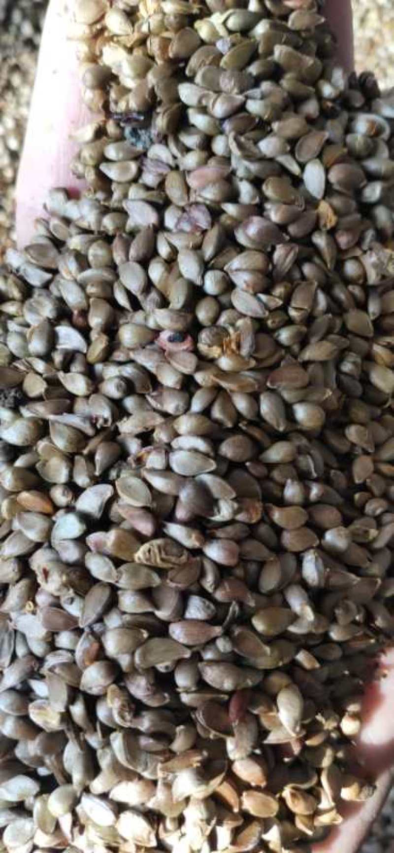 冬藏处理好的—纯手工八棱海棠种子，保出芽率95%以上。