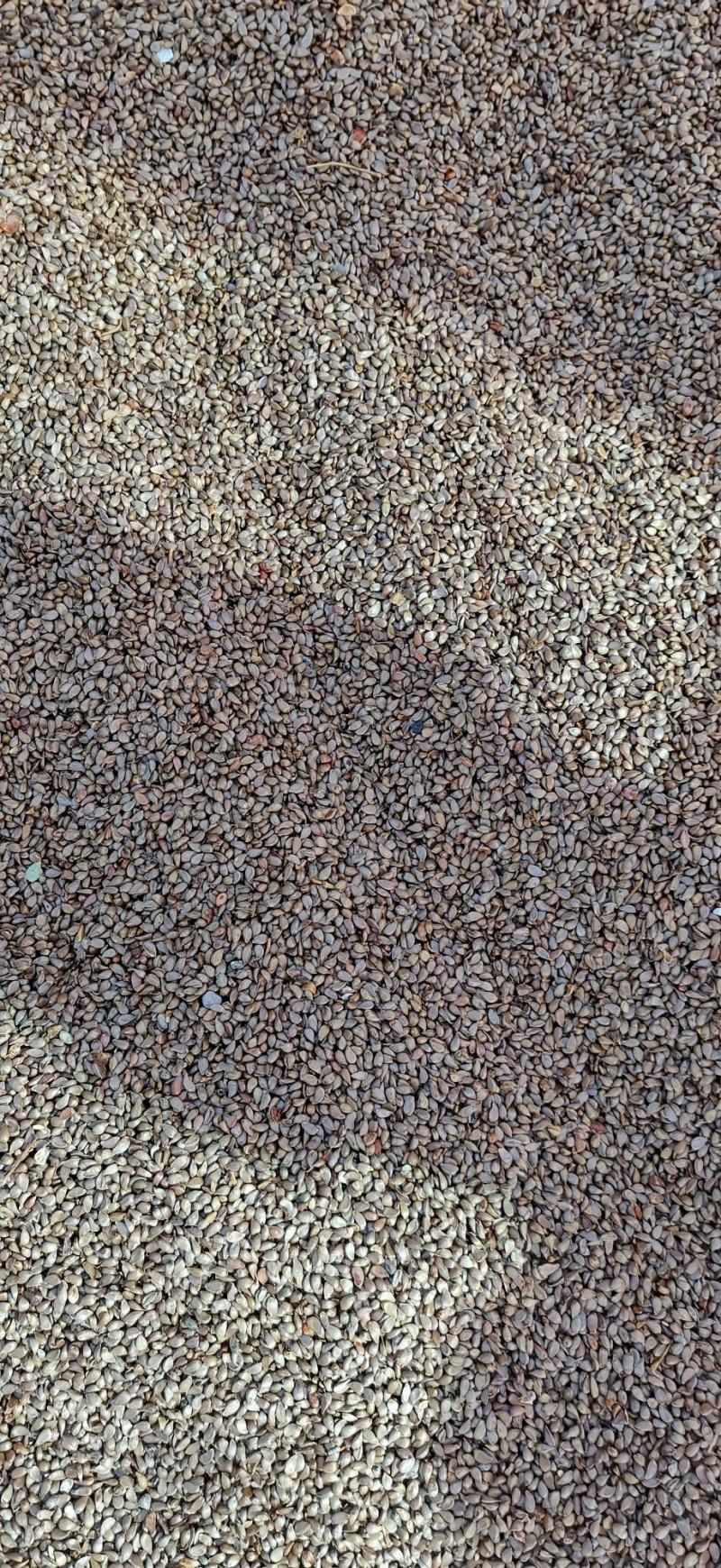 冬藏处理好的—纯手工八棱海棠种子，保出芽率95%以上。