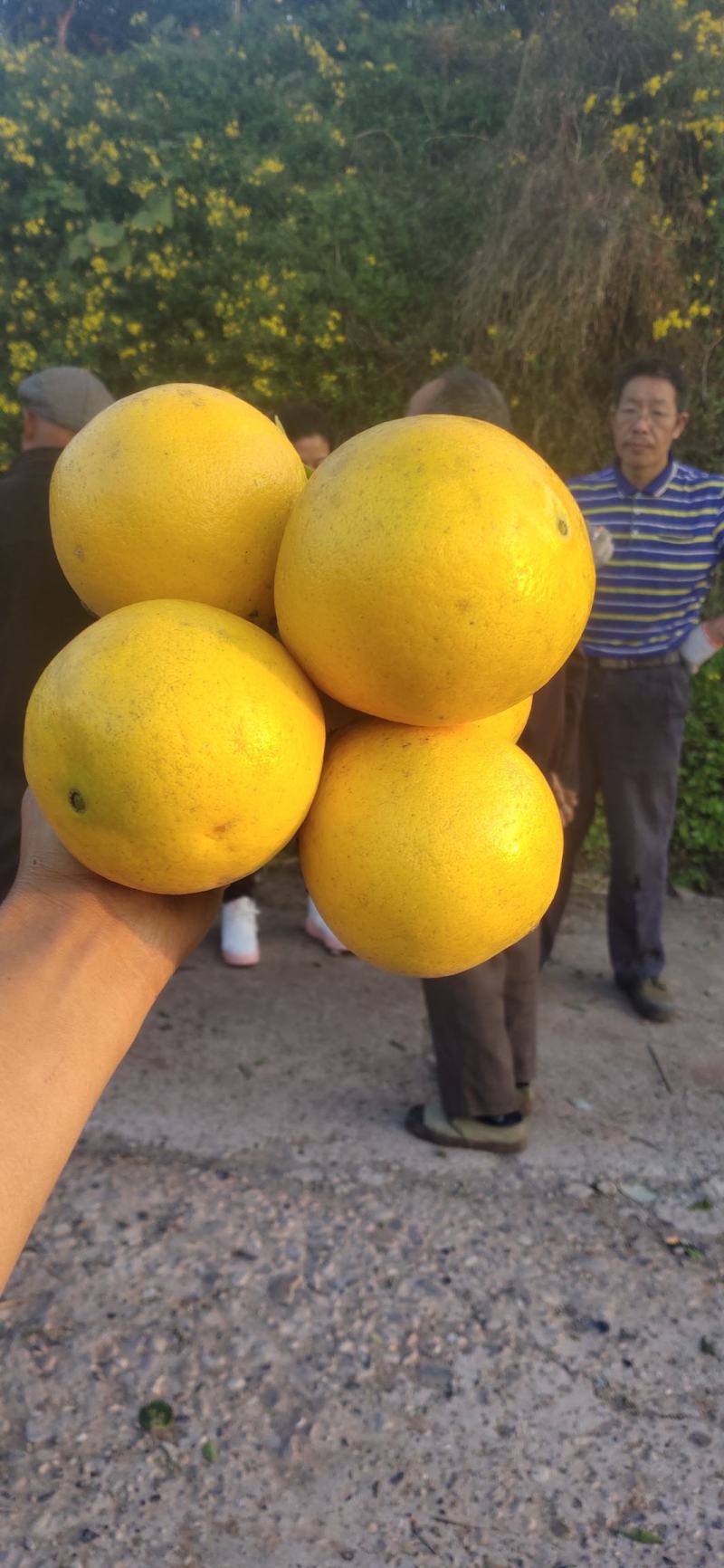 四川脐橙当地主打产品！本地种植柑橘多年是有名的柑橘之乡！