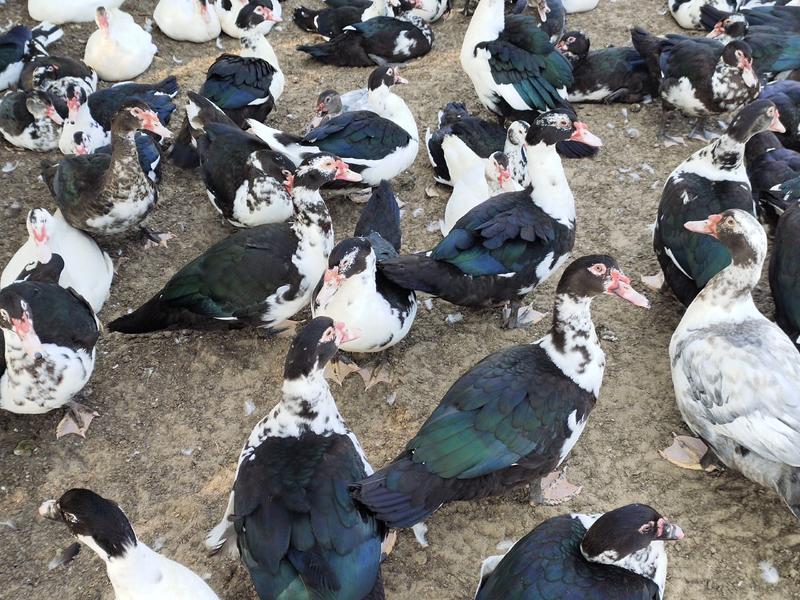 长期供应优质黑番公母和其它品种鸭。