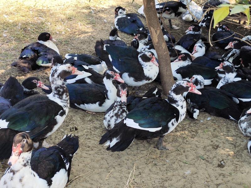 长期供应优质黑番公母和其它品种鸭。