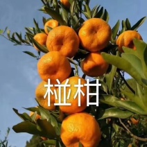 【芦柑】三峡椪柑，个大皮薄，果面干净，汁多味甜