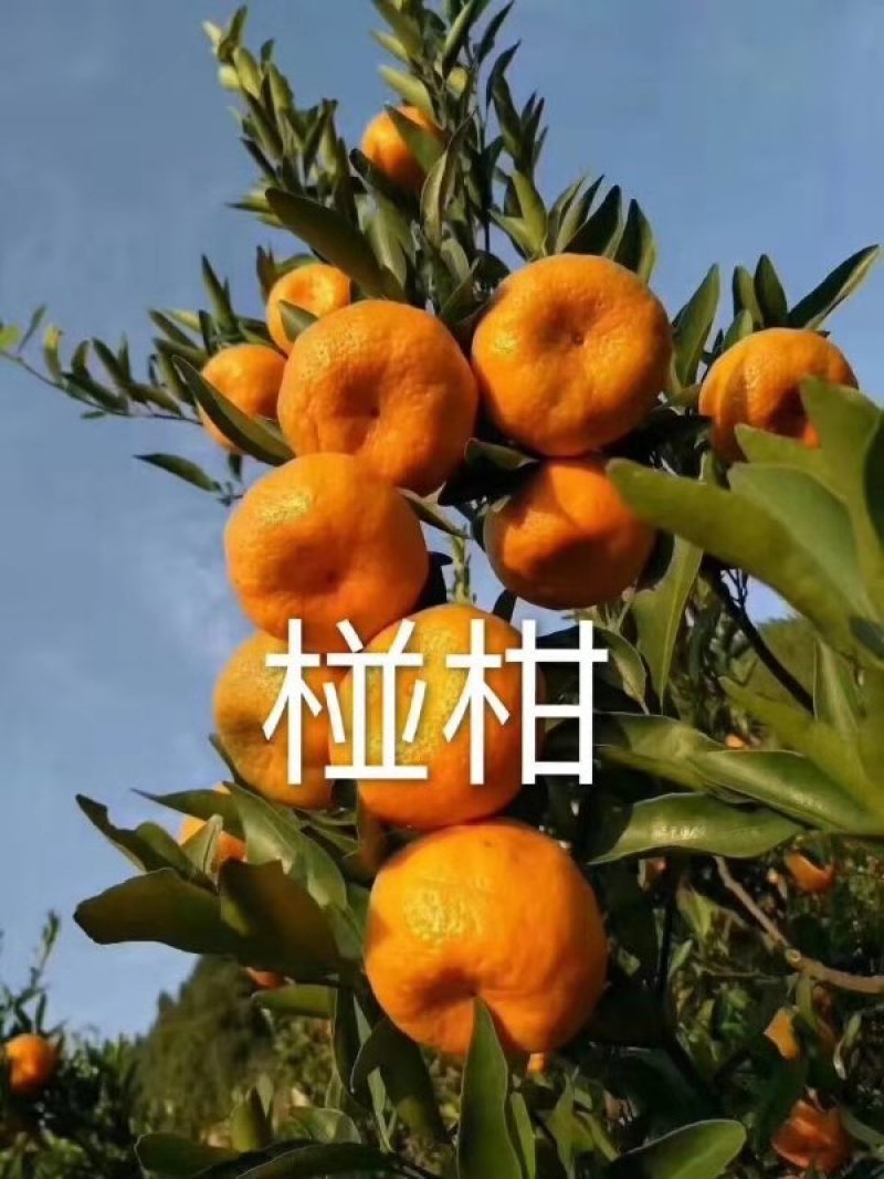 【芦柑】三峡椪柑，个大皮薄，果面干净，汁多味甜