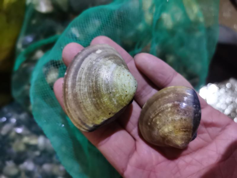 【产地直供】鲜活文蛤文蛤蜊新鲜无沙贝类江苏海鲜水产