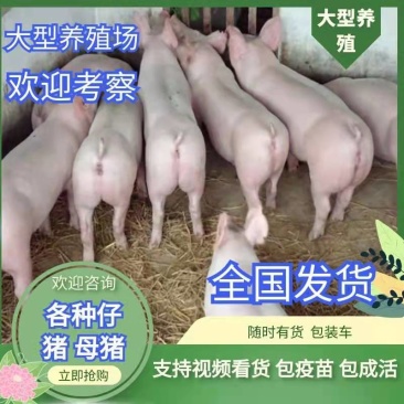【优良仔猪】猪场销售价格猪苗品种全防疫全见货定价