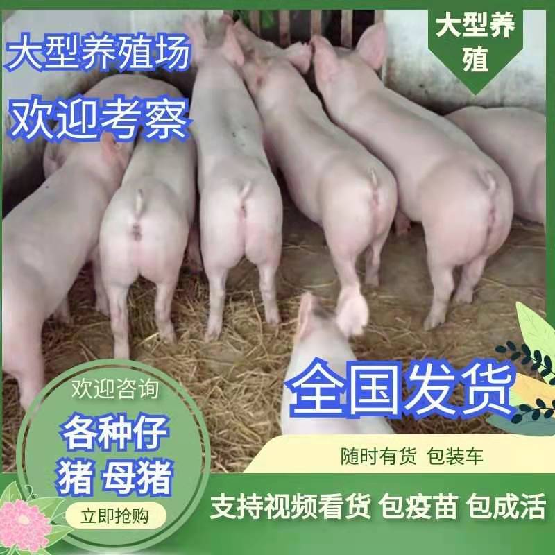 【优良仔猪】猪场销售价格猪苗品种全防疫全见货定价