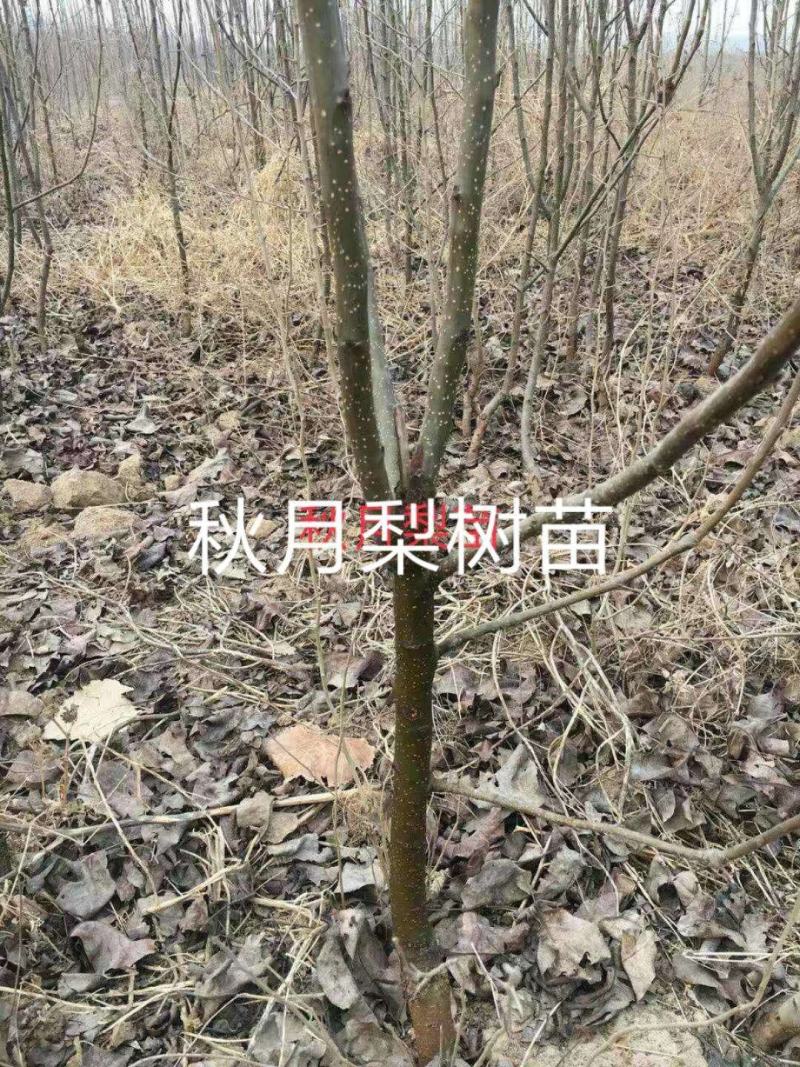 3公分以上黄冠梨树苗，栽种第二年就有产量，品种纯正