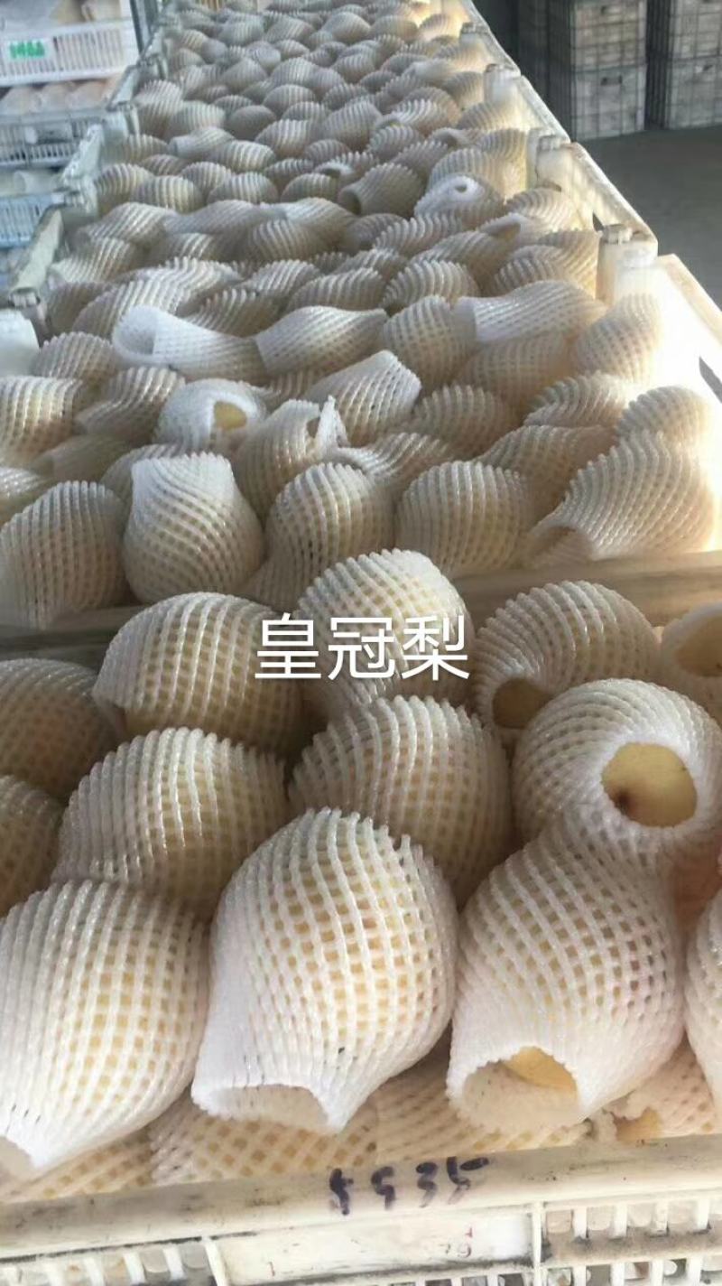3公分以上黄冠梨树苗，栽种第二年就有产量，品种纯正