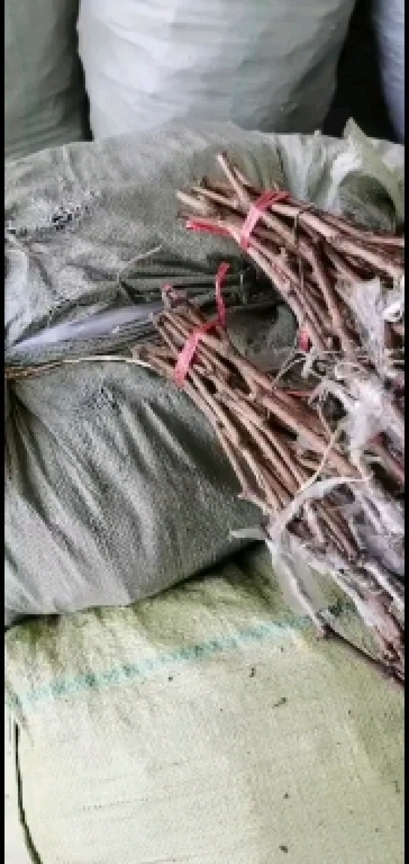 葡萄苗，红提葡萄苗苗，扦插苗嫁接苗品种齐全，结果快大甜