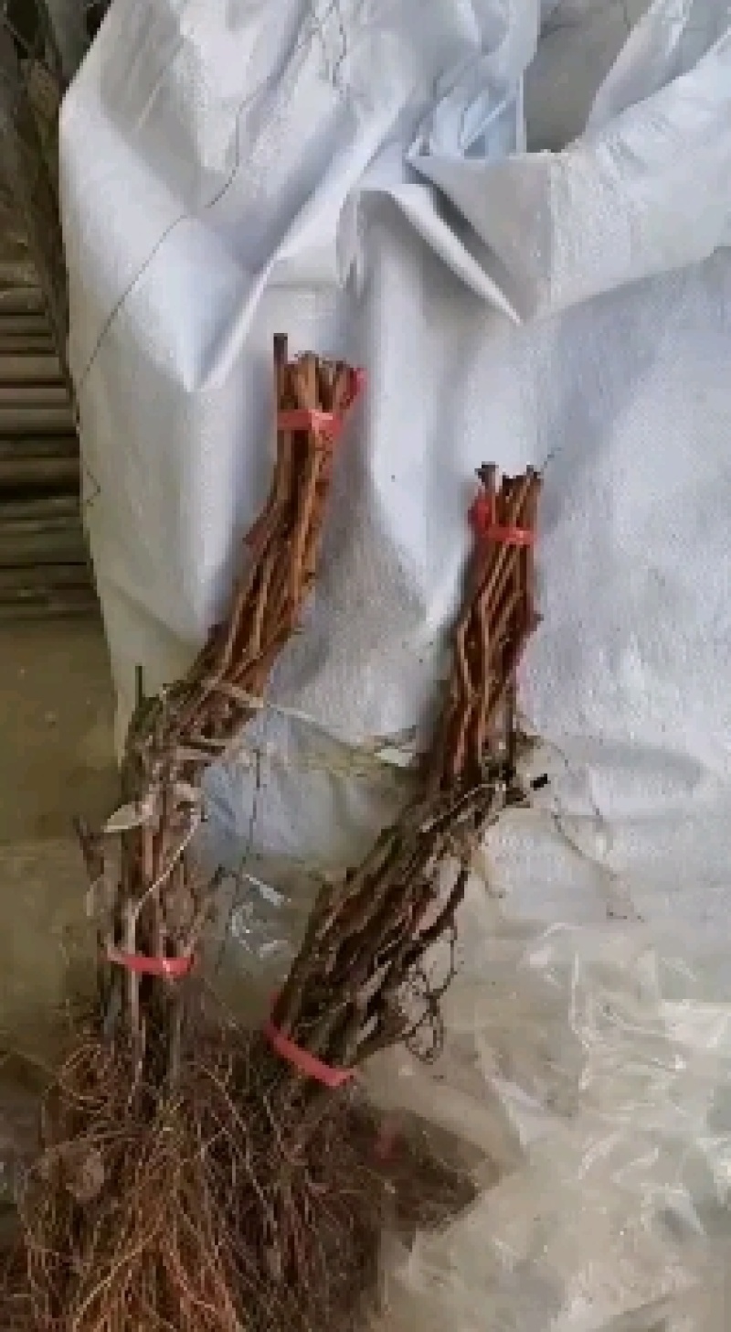 葡萄苗，红提葡萄苗苗，扦插苗嫁接苗品种齐全，结果快大甜