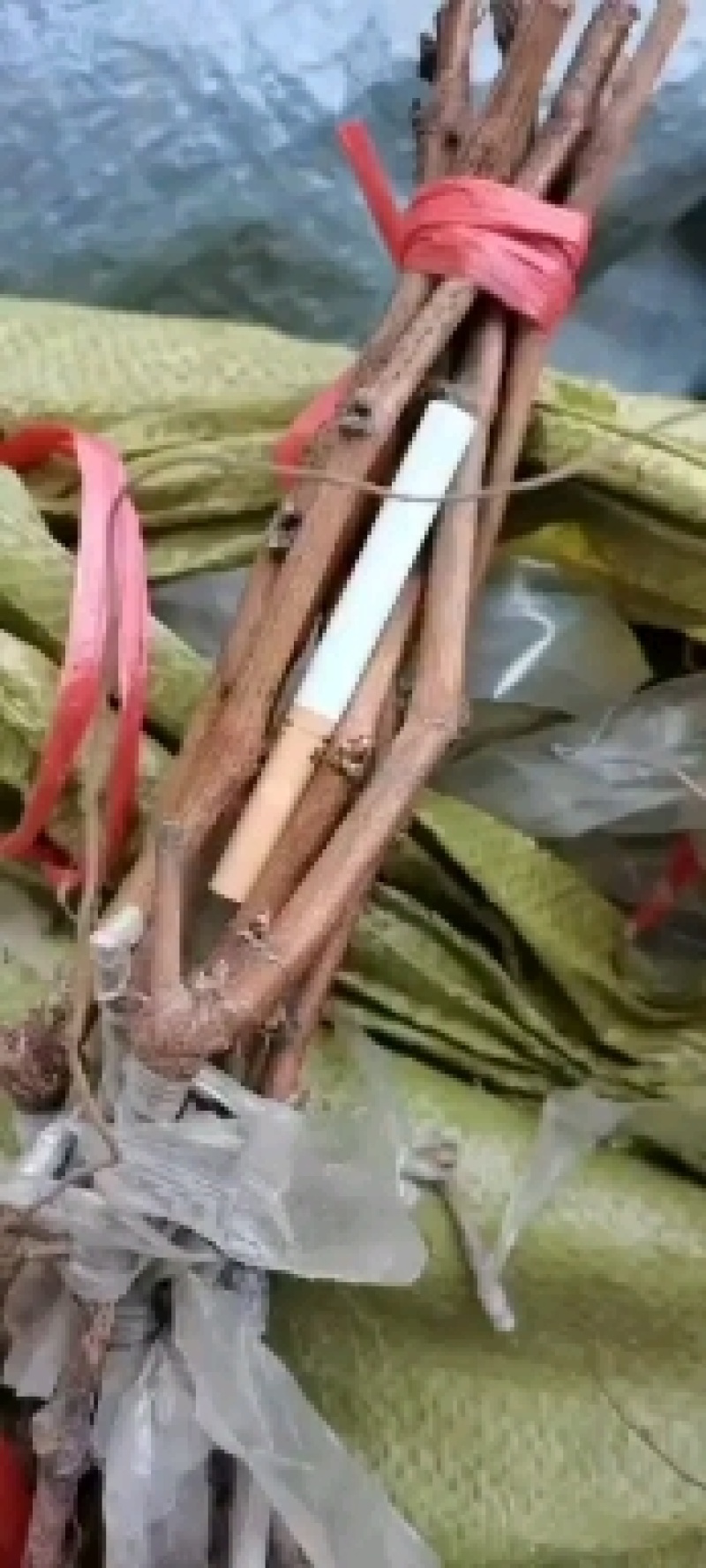 葡萄苗，红提葡萄苗苗，扦插苗嫁接苗品种齐全，结果快大甜