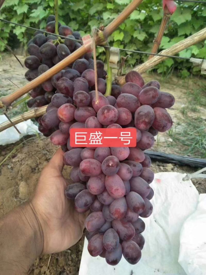 葡萄苗，红提葡萄苗苗，扦插苗嫁接苗品种齐全，结果快大甜