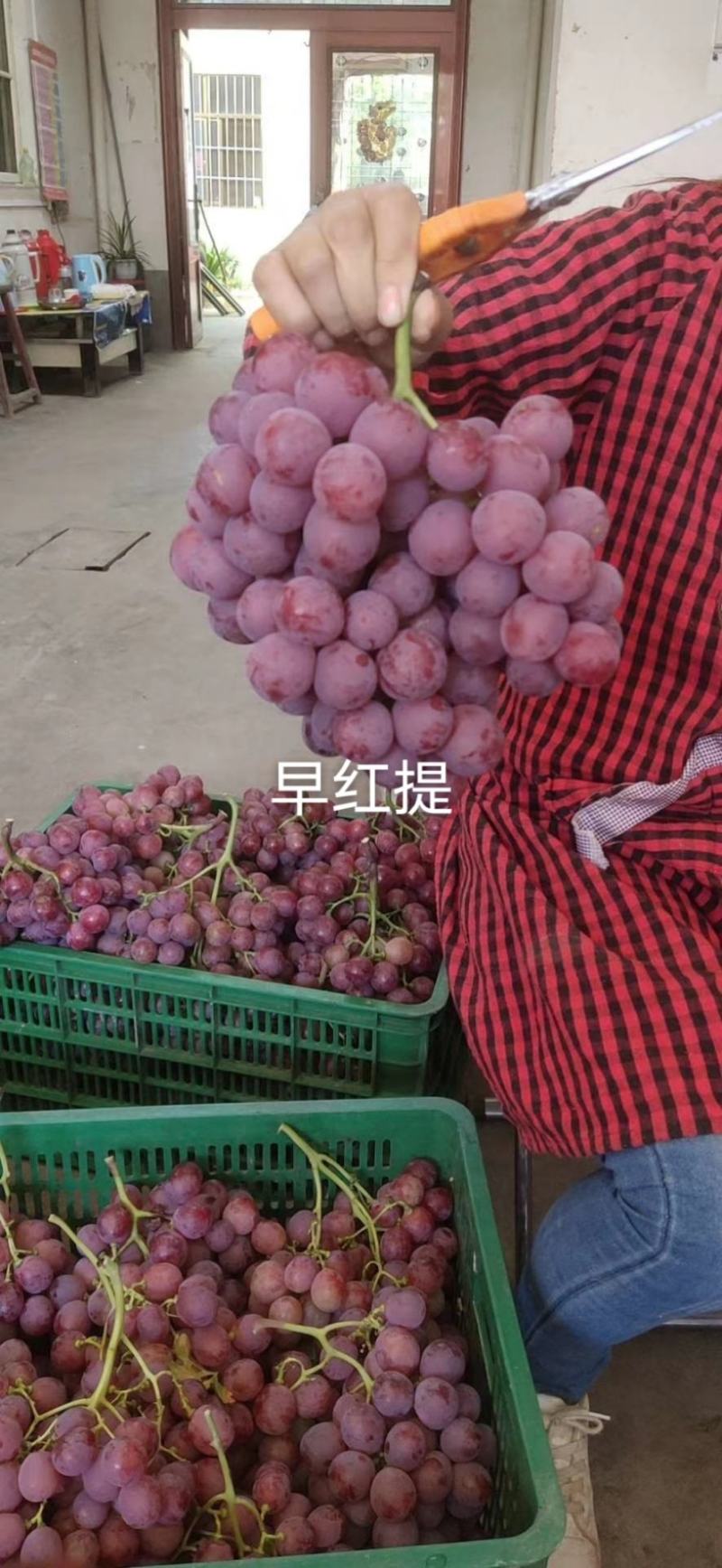 葡萄苗，红提葡萄苗苗，扦插苗嫁接苗品种齐全，结果快大甜