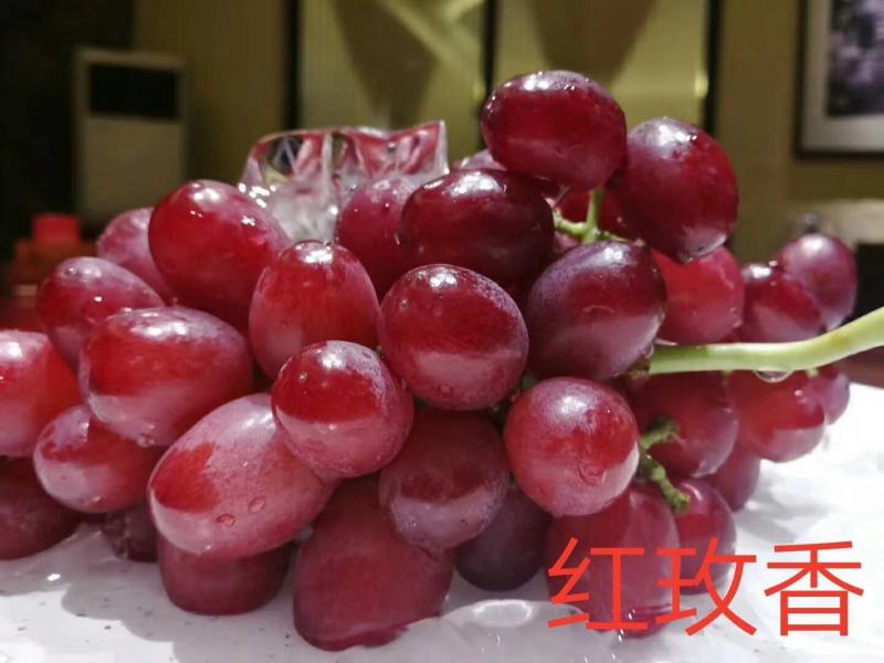 葡萄苗，红提葡萄苗苗，扦插苗嫁接苗品种齐全，结果快大甜