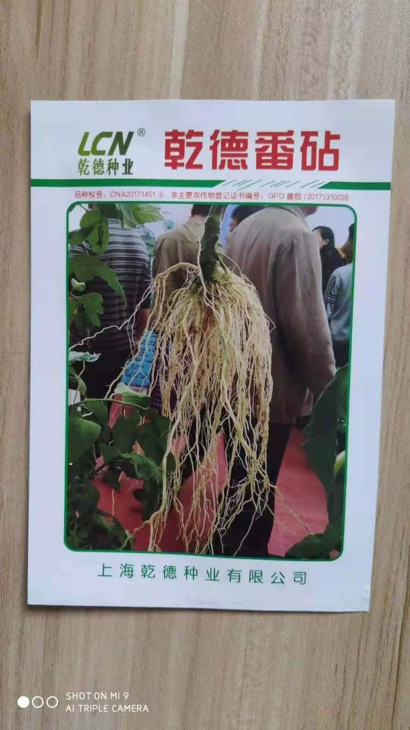 番茄砧木乾德番砧嫁接易成活亲和力好抗线虫死棵