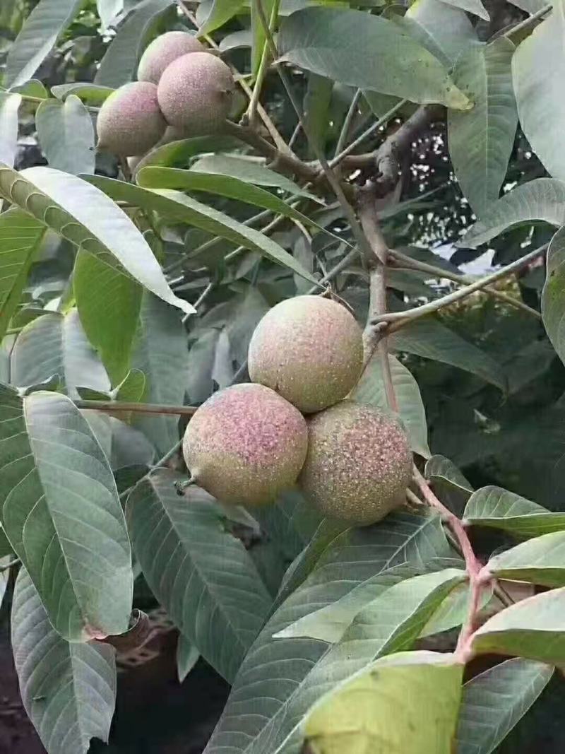 云南核桃仁，薄皮核桃果，2023年新货个大饱满，口感酥脆