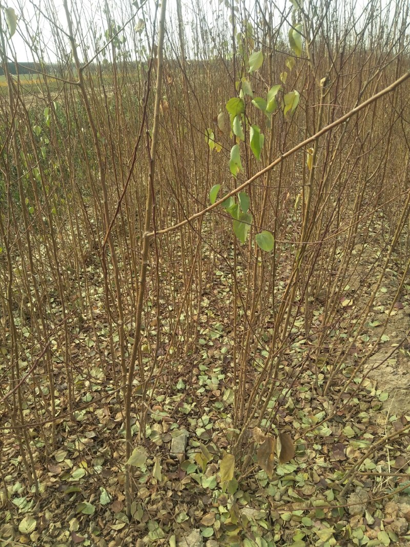 山杏苗，嫁接杏树占木苗，杏树成品苗（凯特，金太阳）