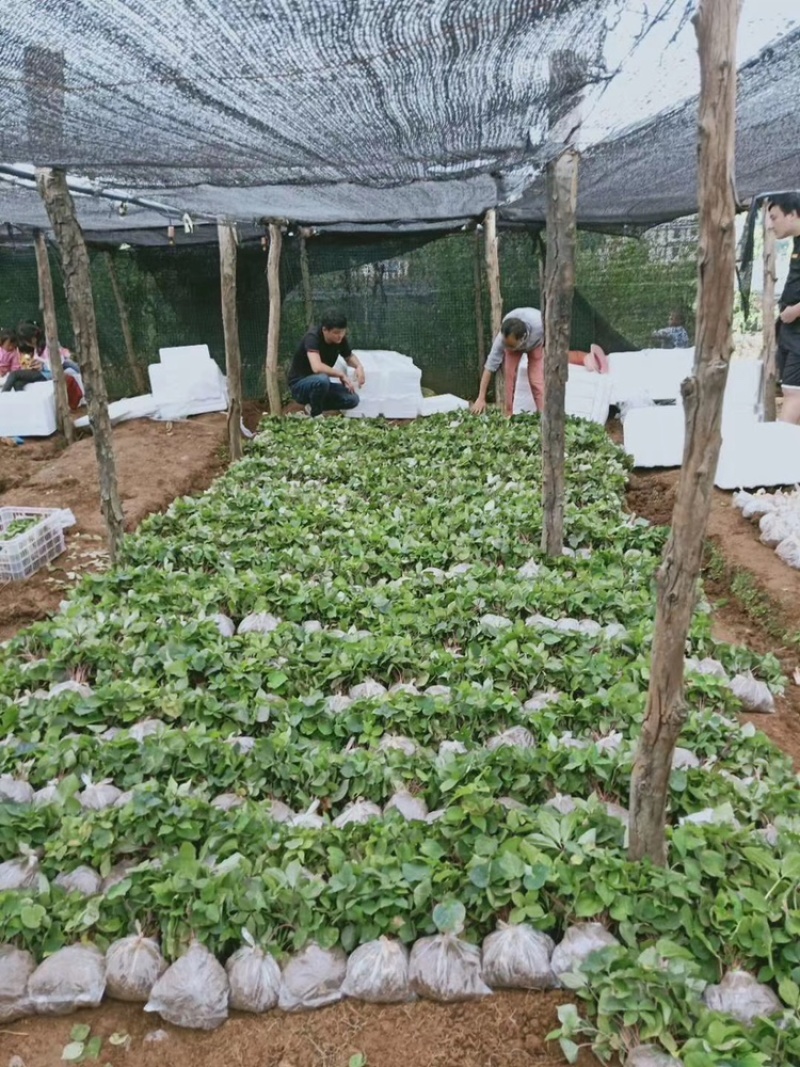 重楼苗，云南滇重楼苗矮杆大多芽，粉质高杆大叶，七叶一枝花