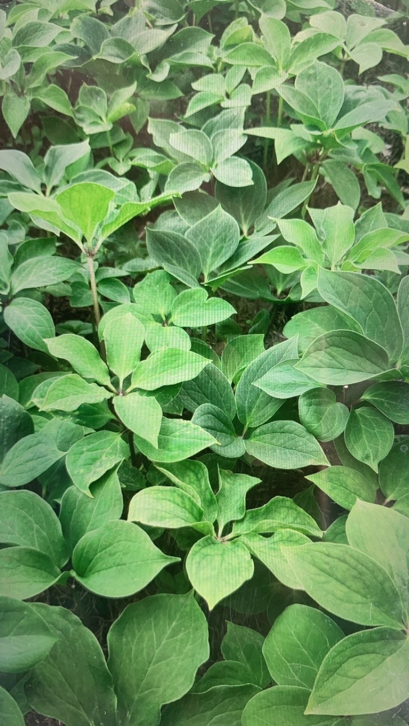 重楼苗，云南滇重楼苗矮杆大多芽，粉质高杆大叶，七叶一枝花